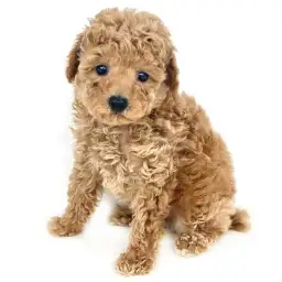 トイ・プードル