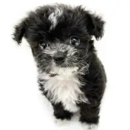 MIX（チワワ×トイプードル）