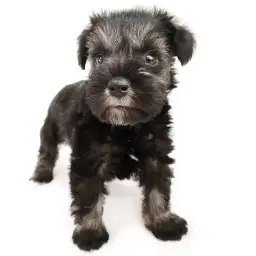 ミニチュア・シュナウザー