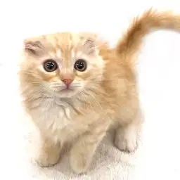 スコティッシュフォールド