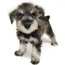 ミニチュア・シュナウザー