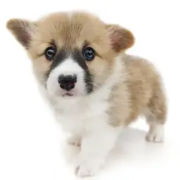 ウェルシュコーギーペンブローク