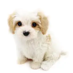 MIX（マルチーズ×キャバリアキングチャールズスパニエル）