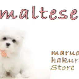 【 マルチーズ 】生後3ヶ月で1kgの小さめサイズ!ケアのポイント&グッズも紹介