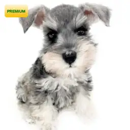 ミニチュア・シュナウザー