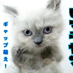 【 ヒマラヤン 】魅惑の小さめ長毛種！抱っこ大好き！甘えん坊！