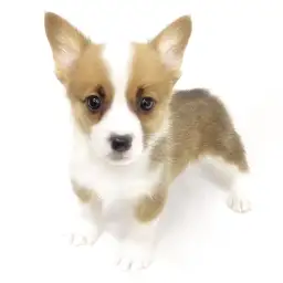 ウェルシュコーギーペンブローク