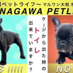 【 神奈川ペットライフ 】ケージでは出来るトイレがお部屋で失敗？その理由と解決法