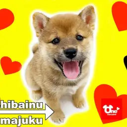 【 柴犬 】ライフログ〜最新情報をお届け!生後2ヶ月の赤柴女の子編〜