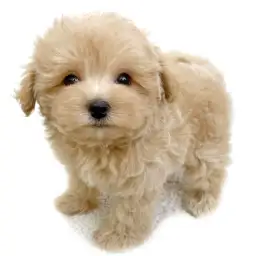 MIX（トイプードル×マルチーズ）