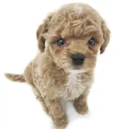 MIX（トイプードル×マルチーズ）