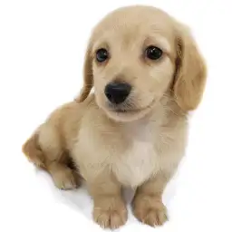 カニンヘン・ダックスフント