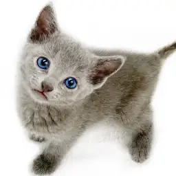 ロシアンブルー