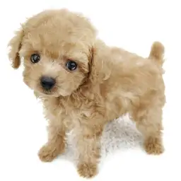 トイ・プードル