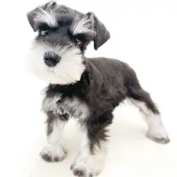 ミニチュア・シュナウザー