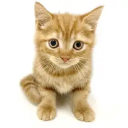 スコティッシュフォールド