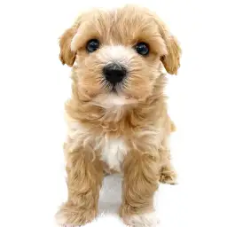 MIX（マルチーズ×トイプードル）