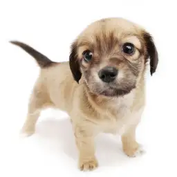 MIX（チワワ×ミニチュアダックスフント）