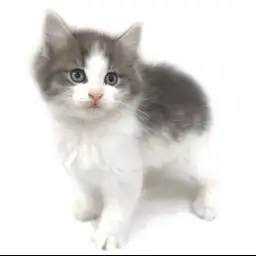 ノルウェージャンフォレストキャット