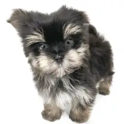 MIX（マルチーズ×ヨークシャーテリア）