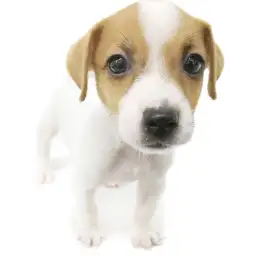 ジャックラッセルテリア