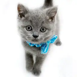 ブリティッシュショートヘア