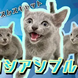 【 ロシアンブルー 】初心者にもオススメな小柄な甘えん坊！7/29最新情報公開！