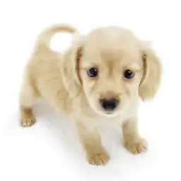 カニンヘン・ダックスフント