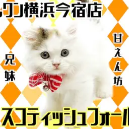 【 スコティッシュフォールド 】立ち耳・丸顔の和風な女の子!AMSRにご注目!