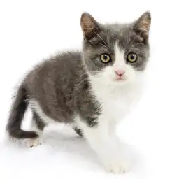 ブリティッシュショートヘア