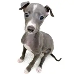 イタリアングレーハウンド