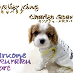 【 キャバリア・キングチャールズ・スパニエル 】癒し系筆頭！生活の送り方を紹介