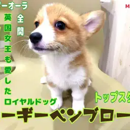 【 ウェルシュコーギーペンブローク 】世界で愛され続ける短足界のトップスター！