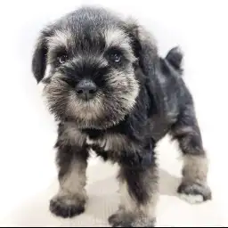 ミニチュア・シュナウザー