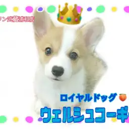 【 ウェルシュ・コーギー 】ロイヤルドッグ！プレミアムコーギーくんの秘密とは？！