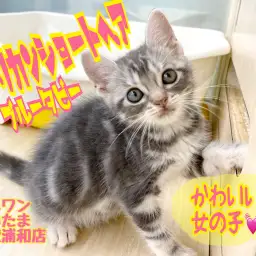 【 アメリカンショートヘア 】猫初心者必見の女の子!懐っこい性格は飼いやすさ抜群!