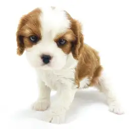 キャバリア・キングチャールズ・スパニエル