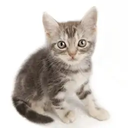 アメリカンショートヘア