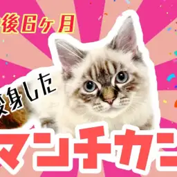 【 マンチカン 】生後6か月成長したマンチカンちゃんの7/16最新情報をお届け！