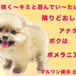 【 ポメラニアン 】生後59日で554g！人気急上昇中のマズルが短いタヌキポメ！