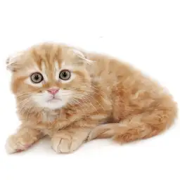 スコティッシュフォールド