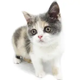 ブリティッシュショートヘア