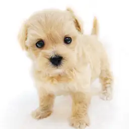 MIX（トイプードル×マルチーズ）