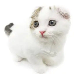 スコティッシュフォールド