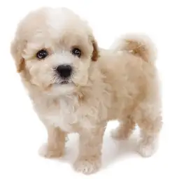 MIX（トイプードル×マルチーズ）