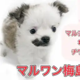 【 MIX犬 】マルチーズとチワワのミックス!その生活を動画でご紹介!!
