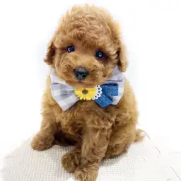 トイ・プードル