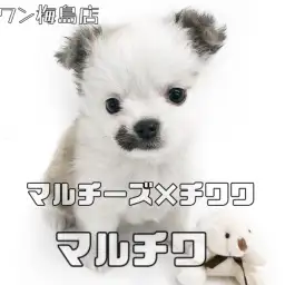 【 MIX犬 】マルチーズ×チワワ！お口の模様が特徴のミックス女子！！