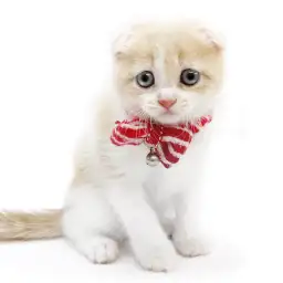 スコティッシュフォールド