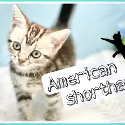 【 アメリカンショートヘア 】お手入れ等各種トレーニング完了!8/26最新情報!